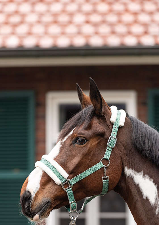 kantrie einstieg halfter und stricke 710x350